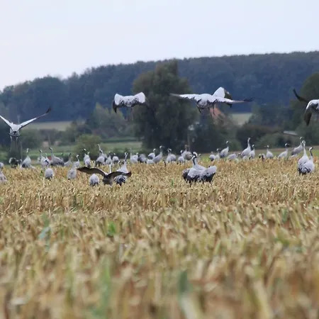 Baumann アパート Saal